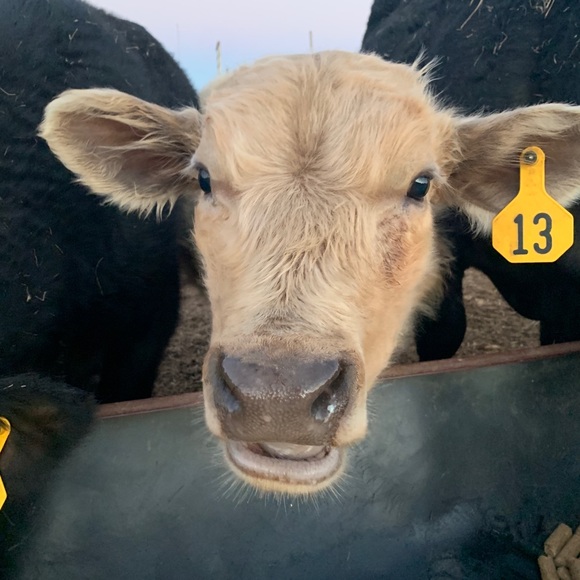 Meet your Posher, Brycelynne - Picture 1 of 1